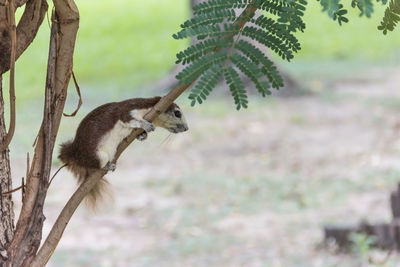 Close-up of lizard on tree