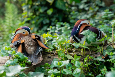 Birds perching on a plant