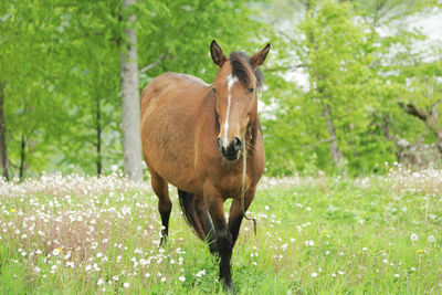 Horse in a field