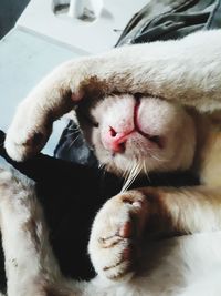 Close-up of cat sleeping