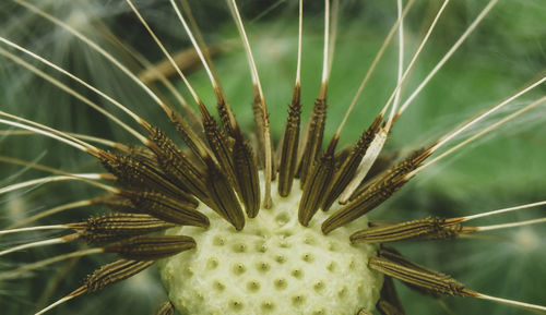 Close-up of succulent plant