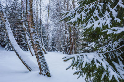 Frozen trees in forest during winter