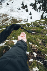 Close-up of bird eating out of hand