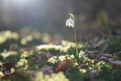 Close-up of flowering plant on land