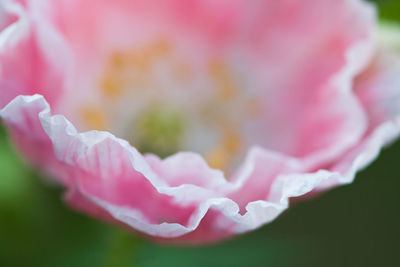 Close-up of pink rose