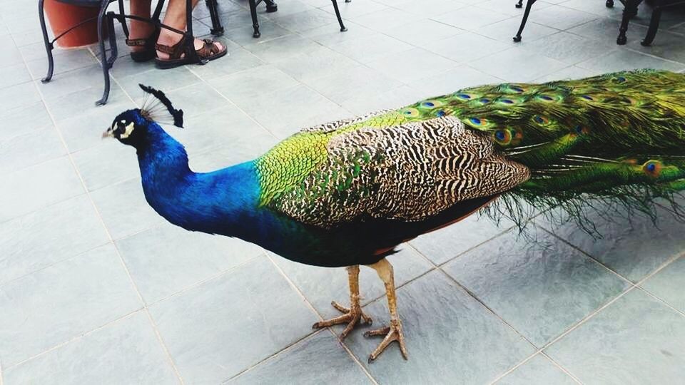 HIGH ANGLE VIEW OF PEACOCK ON SNOW