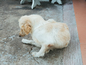 High angle view of dog resting on floor