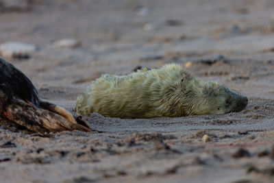 Baby seal just been born...