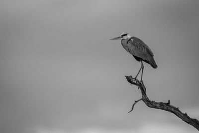 Mono grey heron