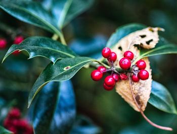 Close-up of berries on tree