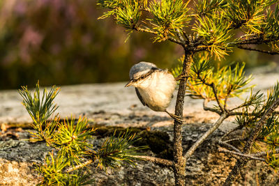 Close-up of bird perching on a plant