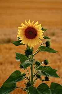 Close-up of sunflower on plant