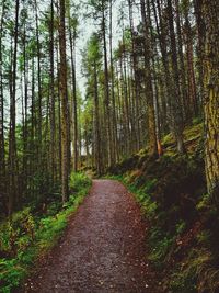 Path in a forest