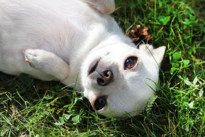 High angle view of dog lying on grass