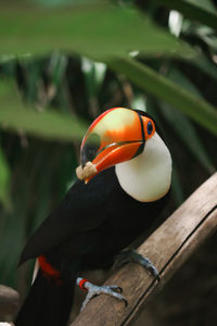 Close-up of bird perching on wood