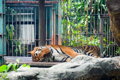 Cat resting in a zoo