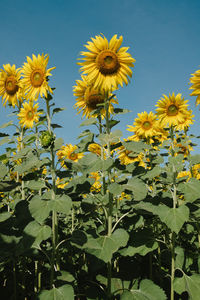 Close-up of yellow flowering plants