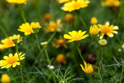 Close-up of yellow flowering plant on field