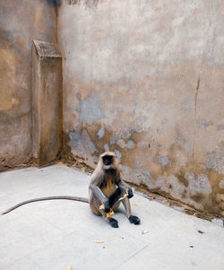 Full length of young monkey  sitting on concrete surface