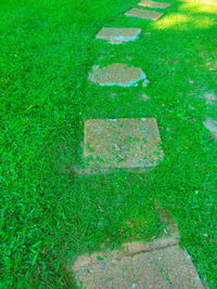 Plants growing on grassy landscape