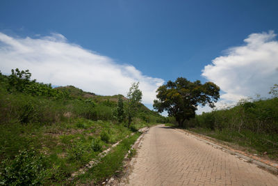 Road amidst trees against sky