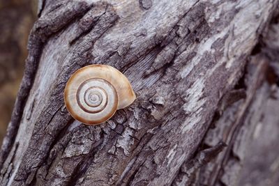 Small snail on the trunk in the nature, animal shell