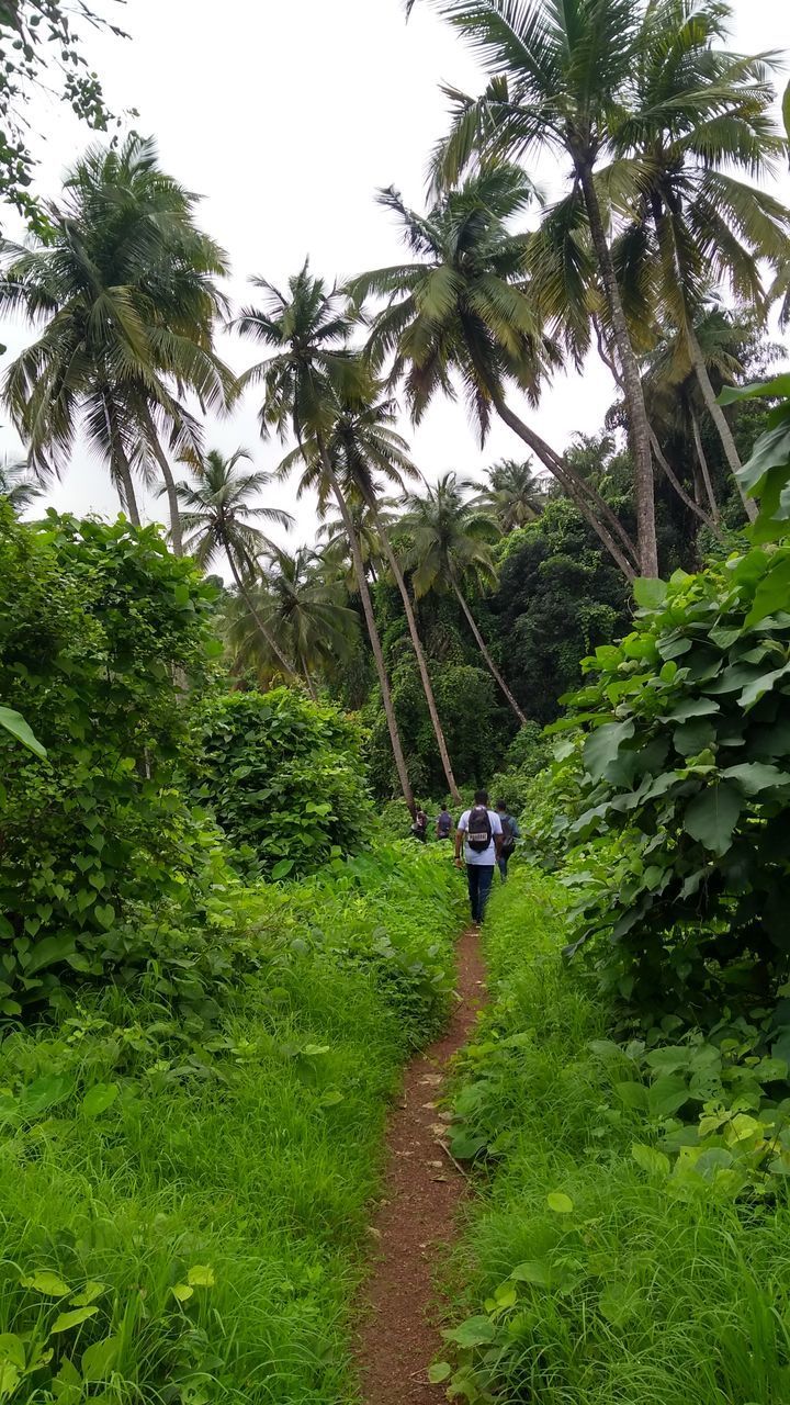 REAR VIEW OF PERSON WALKING ON FOOTPATH BY PALM TREES