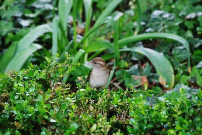 Bird perching on a field