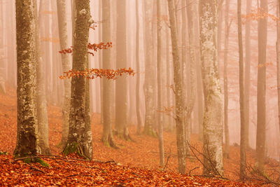 Trees in forest during winter