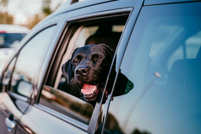 Close-up of dog in car