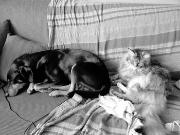 Close-up of dog sleeping on bed at home