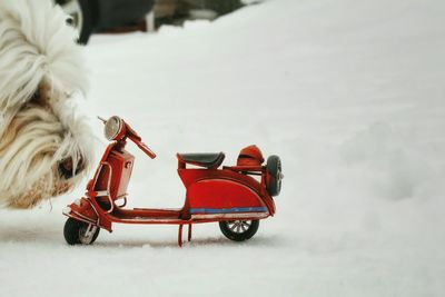 Close-up of dog with toy on snow during winter