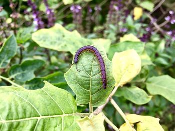 Close-up of butterfly on leaves