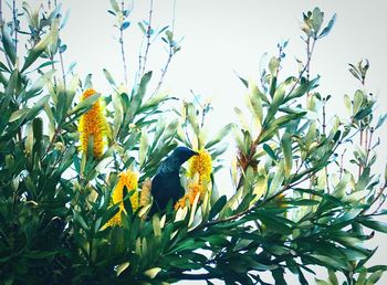 Low angle view of flowering plants against sky