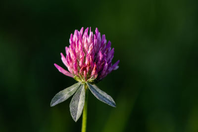 Close-up of pink flowering plant