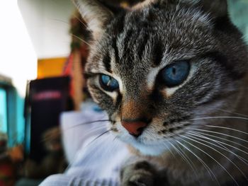 Close-up portrait of a cat