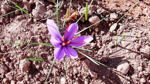 Close-up of purple flowers blooming outdoors