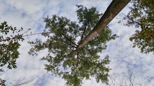 Low angle view of trees in forest against sky