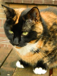 Close-up portrait of cat