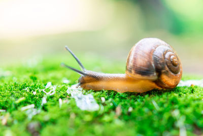 Close-up of snail on leaf