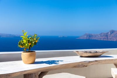 Potted plant on table by sea against clear blue sky