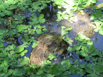 High angle view of lizard in water