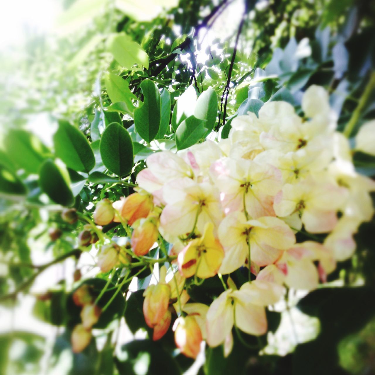 flower, freshness, growth, fragility, petal, beauty in nature, focus on foreground, close-up, nature, flower head, blooming, plant, white color, in bloom, blossom, tree, bunch of flowers, selective focus, springtime, day