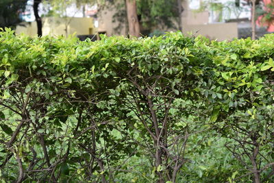 Close-up of fresh green plants