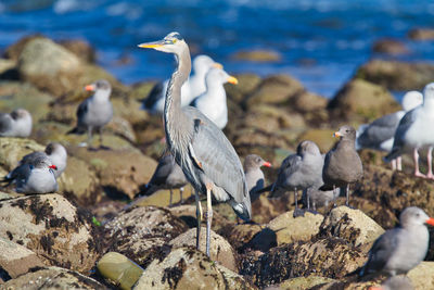 Flock of birds on rock