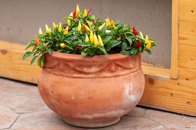 Close-up of potted plant on table