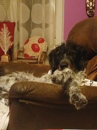 Close-up of dog relaxing on bed at home