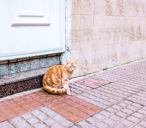 Cat sitting on tiled floor