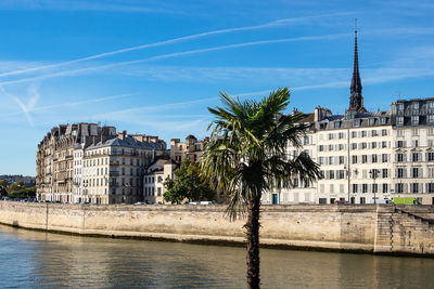 Palm trees by river against buildings in city