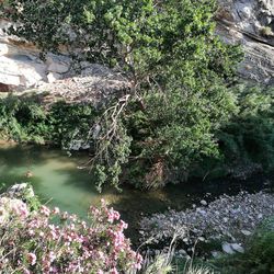 Plants growing by river in forest